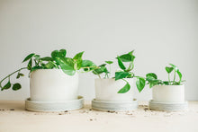 Load image into Gallery viewer, Planters - Pinstripe