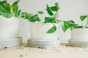 Porcelain Pinstripe Planters