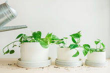 Load image into Gallery viewer, Planters - Pinstripe