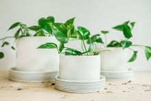 Load image into Gallery viewer, Planters - Pinstripe