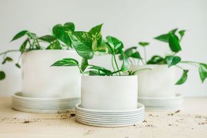 Porcelain Pinstripe Planters