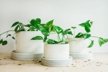 Load image into Gallery viewer, Planters - Pinstripe