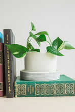 Load image into Gallery viewer, Planters - Pinstripe